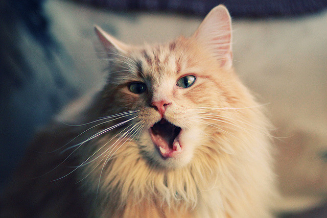 _脂肪燃烧运动：健身新宠带来新体验_，脂肪燃烧运动有哪些