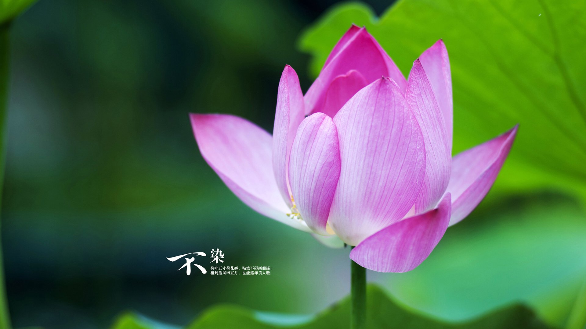 《明星主播助力赛事：直播互动引爆现场氛围》，主播联赛明星专场视频