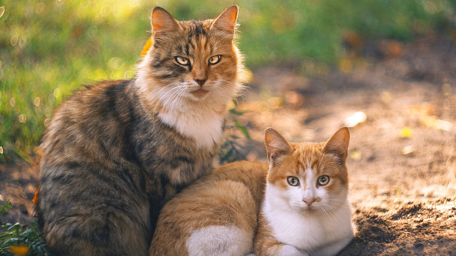 开云体育博彩-【专业点评】比赛中罚分判决大败局背后的战术失误，比赛中罚球得几分