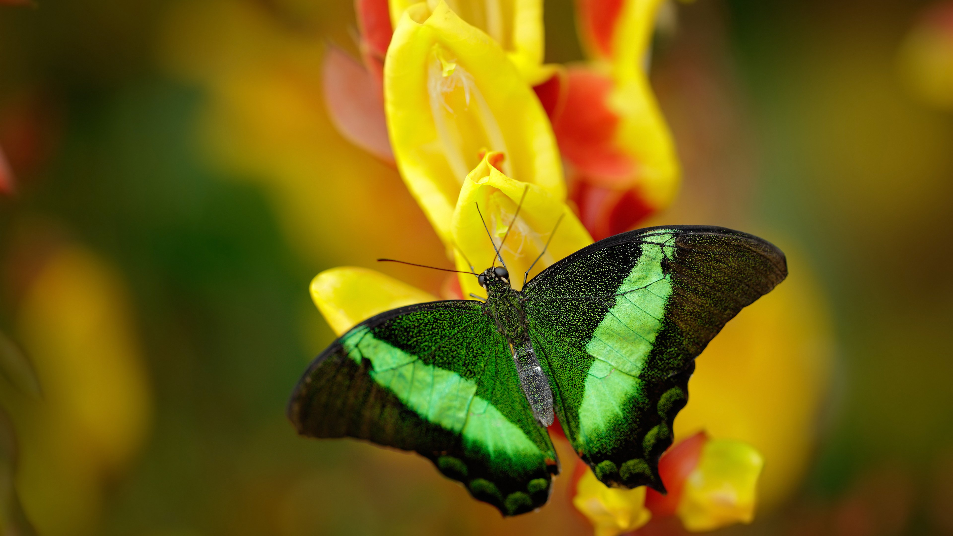 切尔西客战埃弗顿,球队实力有增无减,切尔西vs埃弗顿在线直播