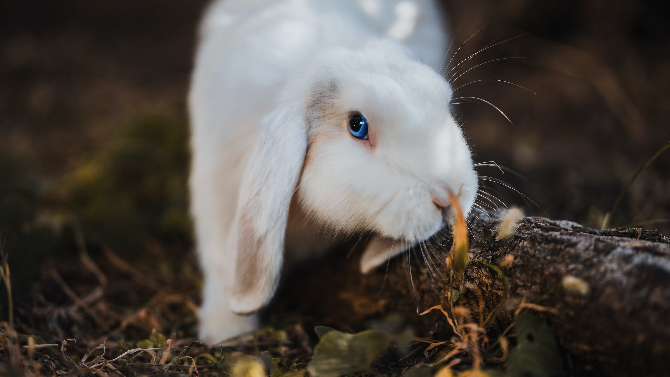 惊险一战：北京选手精湛技艺奏凯