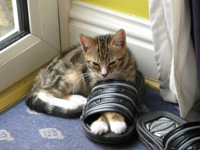 英超球队高强度比赛中恢复策略与运动表现关联研究，英超重启恐面临大变