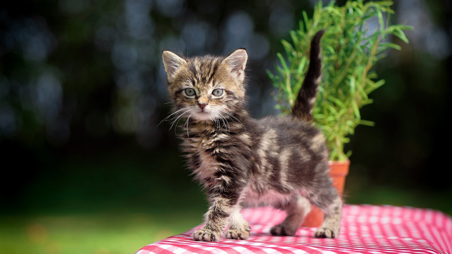 开云体育手机版-中国女篮打造多点开花进攻格局，中国女篮真棒