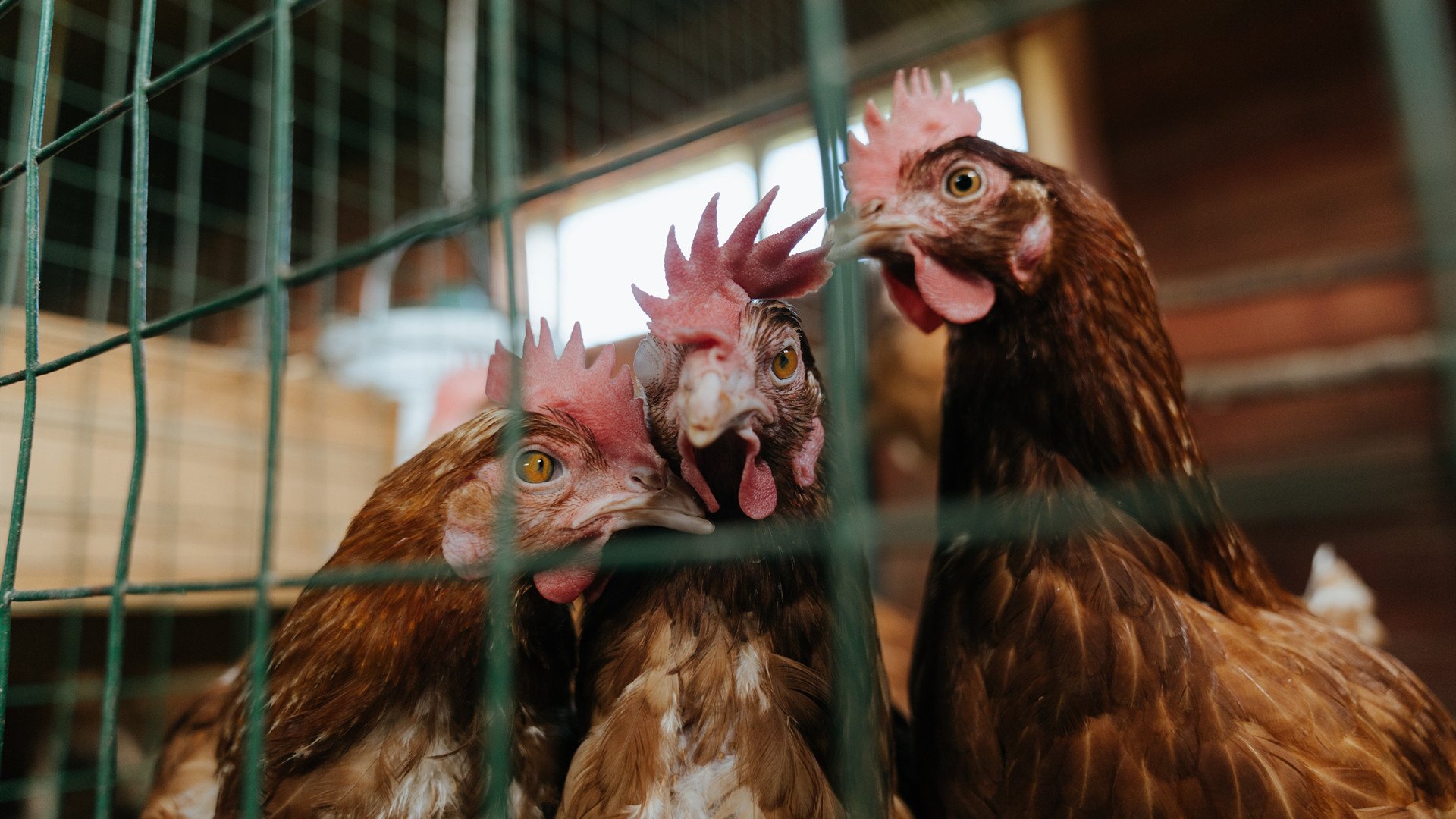 国际泳联赞助合作拓展亚洲市场,国际泳联中国赞助商